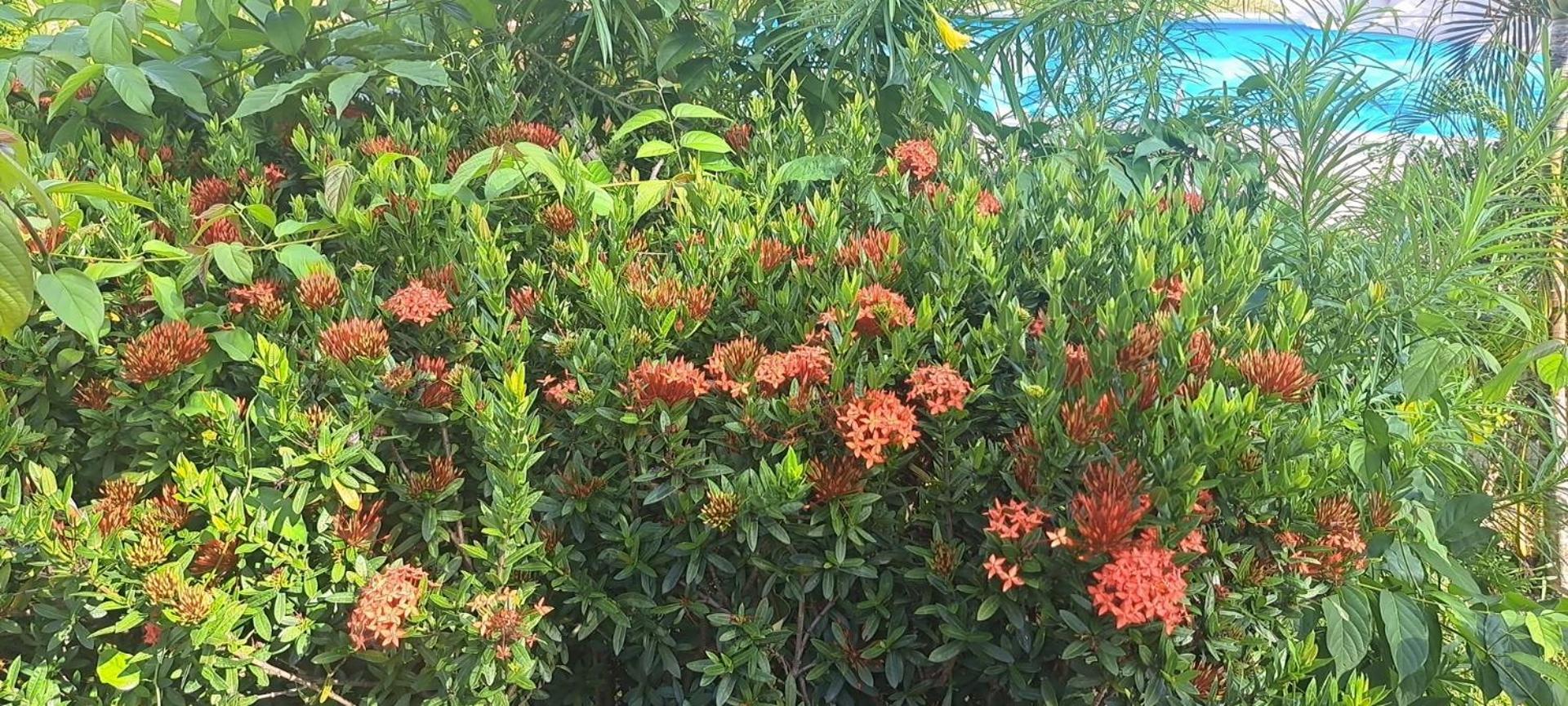 Siam Flora Resort Ko Lanta Esterno foto