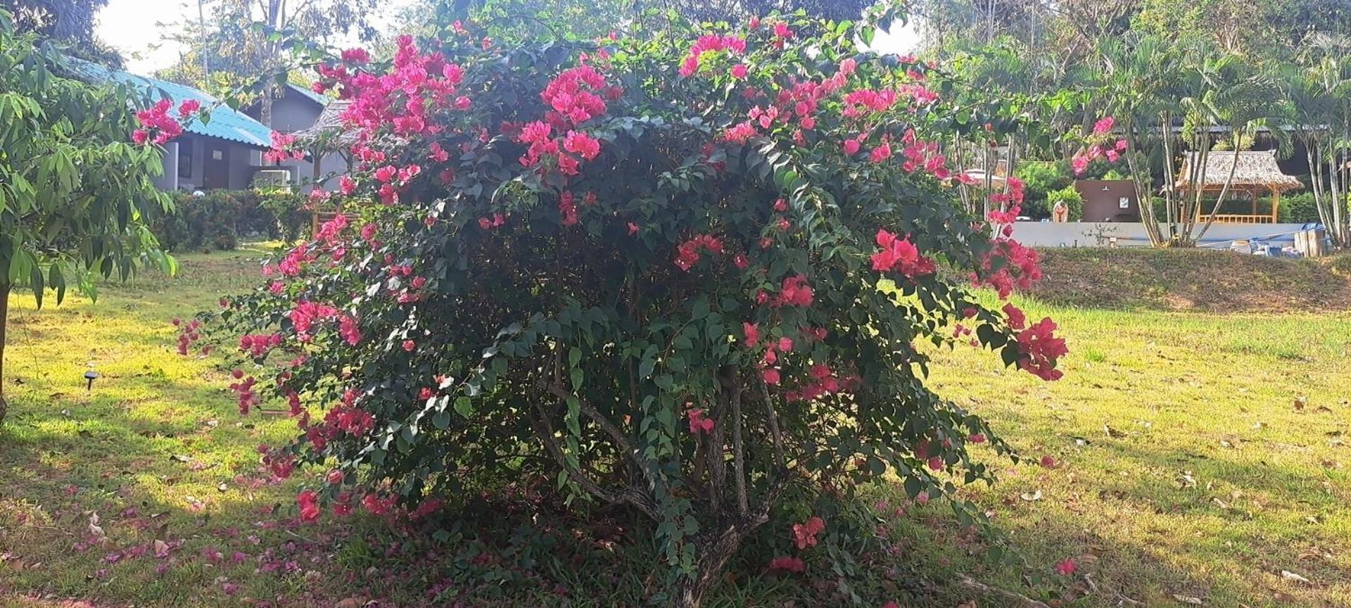Siam Flora Resort Ko Lanta Camera foto