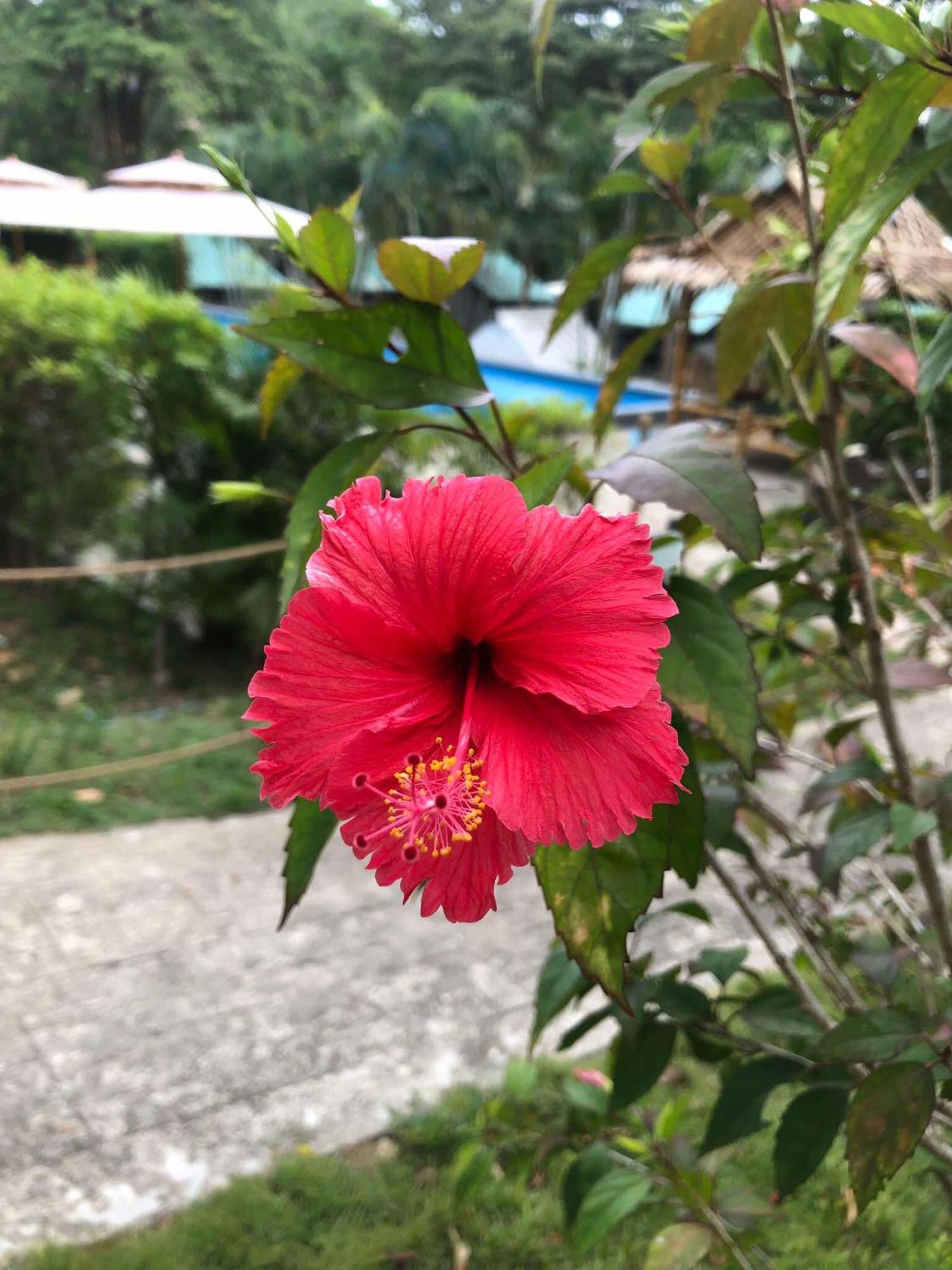 Siam Flora Resort Ko Lanta Esterno foto